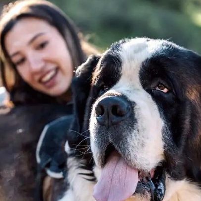 Conheça 5 das maiores raças de cães do mundo