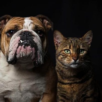 Devemos falar com os nossos patudos como se fossem humanos? O que diz a ciência