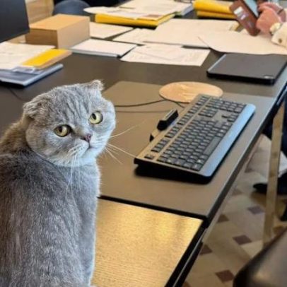 Maximus, o gato do PM belga, torna-se estrela da política europeia