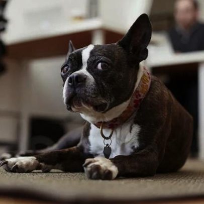 Cães conseguem compreender as nossas conversas, aponta estudo