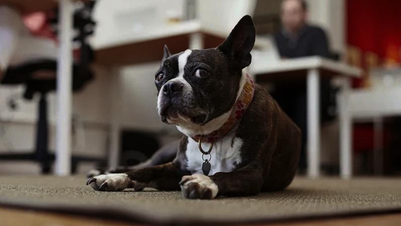 Cães conseguem compreender as nossas conversas, aponta estudo