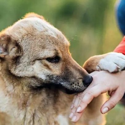 Frio, humidade e fungos: doenças de pele mais comuns em cães e gatos