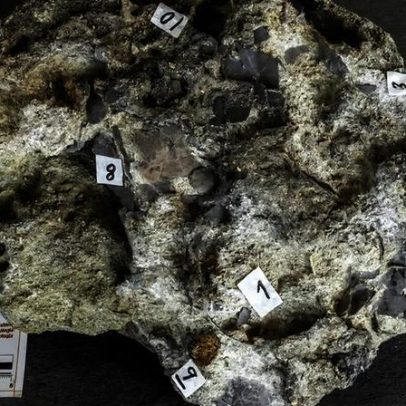 Ninho de dinossauros de 150 milhões de anos encontrado em Torres Vedras