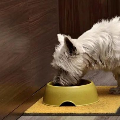 Deve ajustar a alimentação do animal no inverno? Guia prático