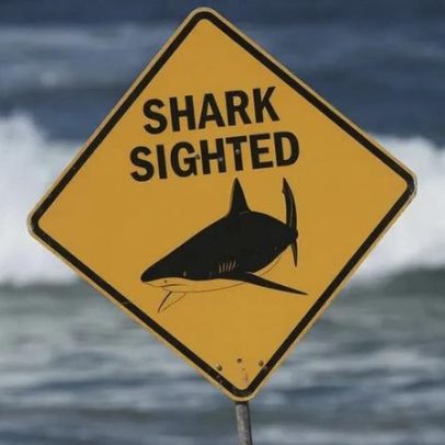 Surfista de 11 anos escapa a segundo ataque de tubarão em Sydney em 24 horas