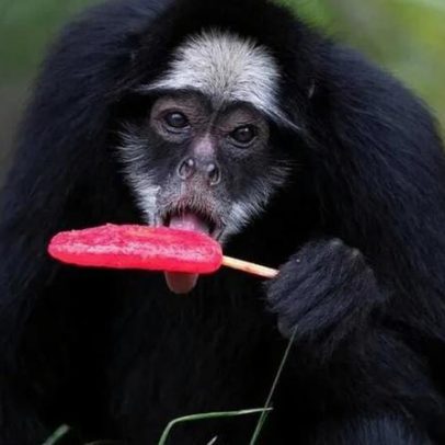 Animais do BioParque ganham gelados de carne e fruta para enfrentar calor no Rio