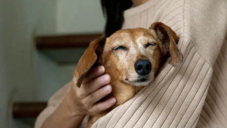 1em cada 5 adultos sofre mais com a morte do animal de estimação do que com a de uma pessoa, indica novo estudo