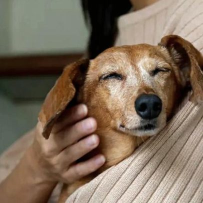 Um quinto dos adultos sofre mais pela morte do animal de estimação
