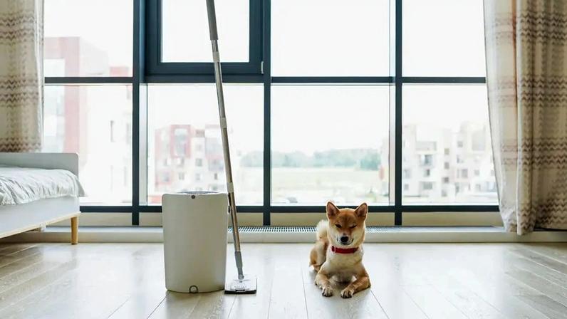 O modo como usa os produtos de limpeza pode ter um impacto direto na saúde do seu animal de estimação