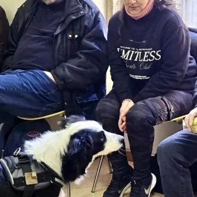 Cães apoiam vítimas de violência doméstica em projeto-piloto da Cáritas de Braga