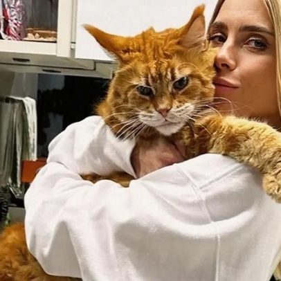Gato gigante de Carolina Dieckmann aproxima-se do tamanho da dona