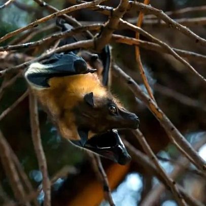 Vírus Nipah: o que se sabe sobre a ameaça que preocupa a Índia