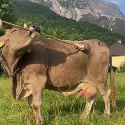 Vaca usa vassoura para se coçar, estudo analisa o caso Veronika