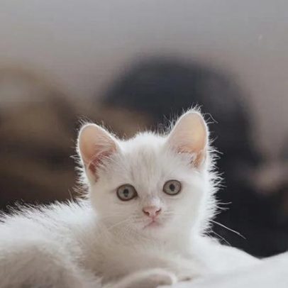 Como apresentar um novo gato aos irmãos em casa