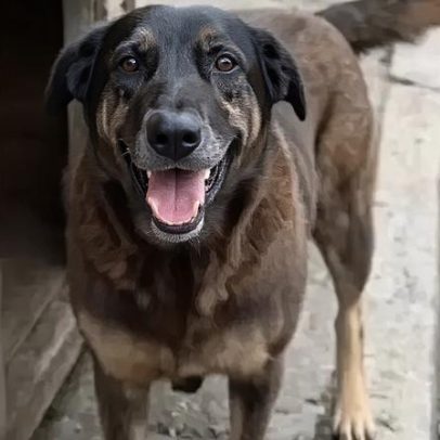 Orelha, o cão que sensibilizou o Brasil sobre maus-tratos até ao Senado