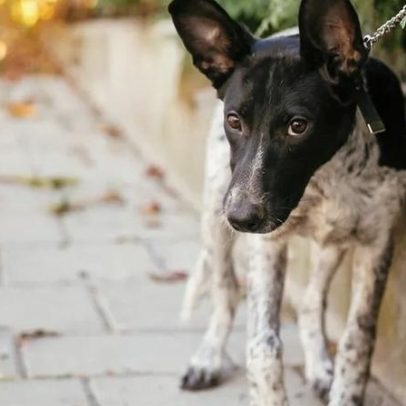 O que fazer ao encontrar um cão perdido à porta de casa: respostas práticas