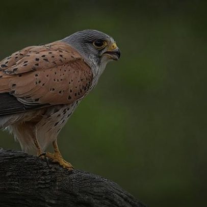 Estudo alerta para contaminação de aves de rapina por raticidas em Portugal