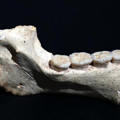 Fósseis indicam ancestral africano do Homo sapiens