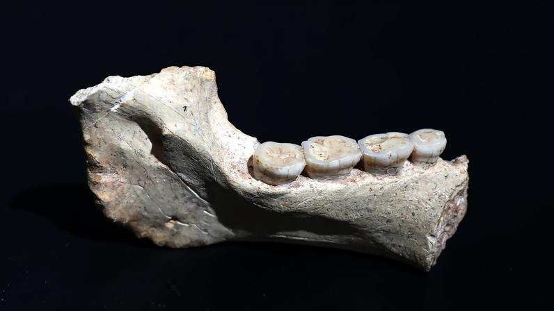 Fósseis indicam ancestral africano do Homo sapiens