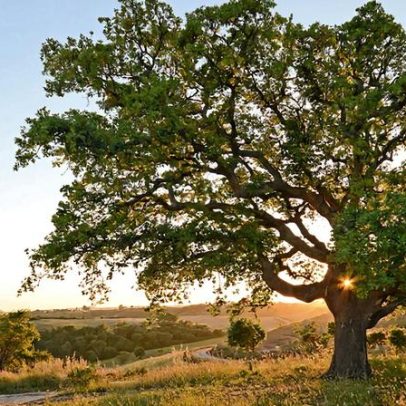 Produtores florestais podem candidatar-se ao prémio Green Heart of Cork+ até março