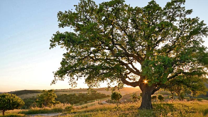 Novo prémio da WWF e FSC Portugal distingue boas práticas na gestão do montado