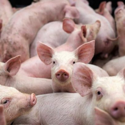 Porcos ocupam ilhas do Pacífico com viajantes humanos