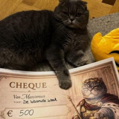 Maximus, o gato do primeiro-ministro belga, viraliza na internet