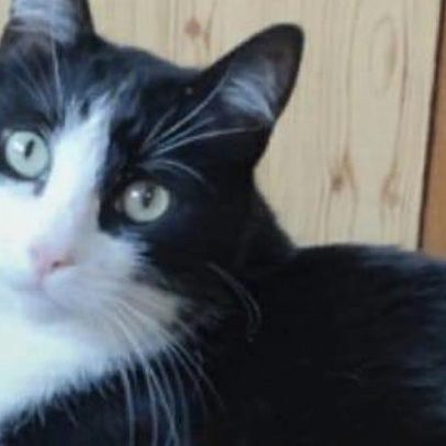 Gato percorre 250 km sozinho para regressar a casa em França