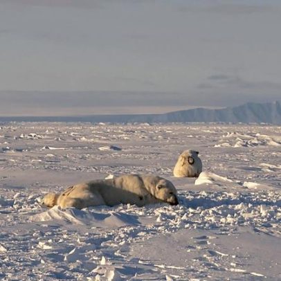 Ursos polares de Svalbard resistem ao aquecimento melhor do que previsto