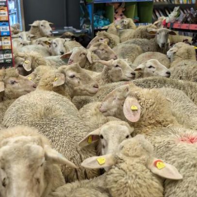 50 ovelhas invadem supermercado na Alemanha