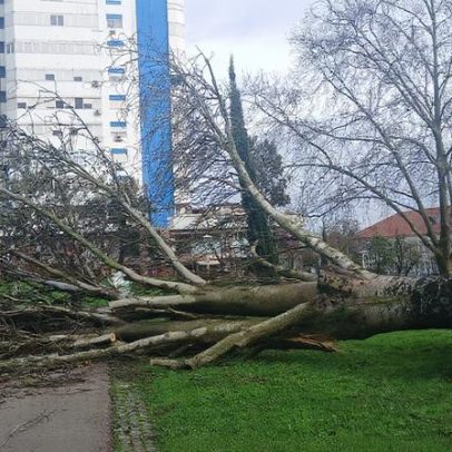 Queda de árvores condiciona o Parque Júlio Ferraz no centro de Almada