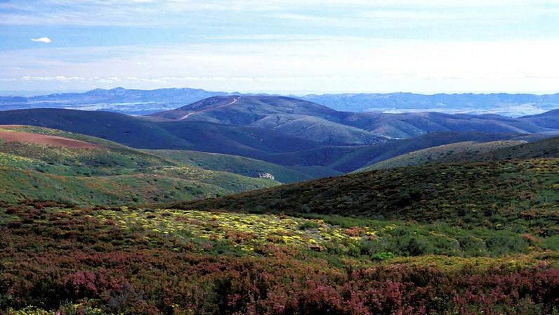 ICNF pretende reintroduzir o lince ibérico neste território