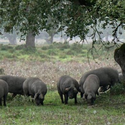 Ourique: 18.ª Feira do Porco Alentejano marca data em março