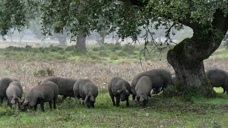 Ourique: 18.ª Feira do Porco Alentejano já tem data marcada para março