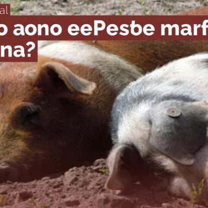 Arronches reforça prevenção contra Peste Suína Africana após focos em Espanha