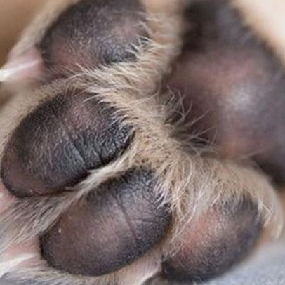 Cão preso em mato é resgatado no Caniço