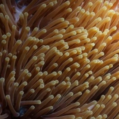 Medusas e anémonas-do-mar têm padrões de sono semelhantes aos humanos