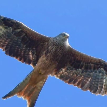 Inquérito aberto sobre a morte de cerca de 20 milhafres-reais