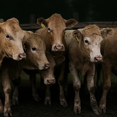 Guimarães arranca com 26 atividades para Capital Verde Europeia