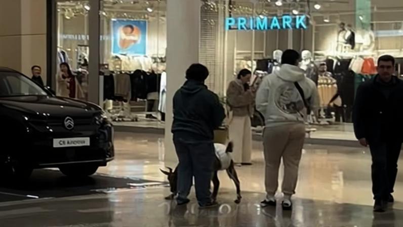 Passeia cabra de fralda em centro comercial de Sevilha. "É normal?"