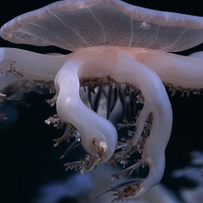 Alforrecas dormem como humanos para explicar a função do sono