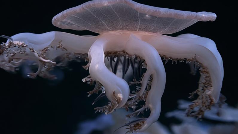 Não têm cérebro mas dormem como os humanos: alforrecas ajudam a explicar para que serve o sono