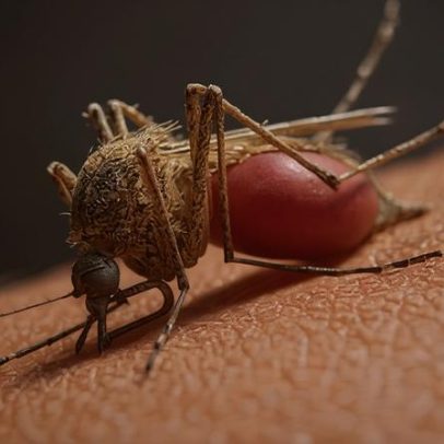 Casos de malária em Maputo duplicaram no ano passado