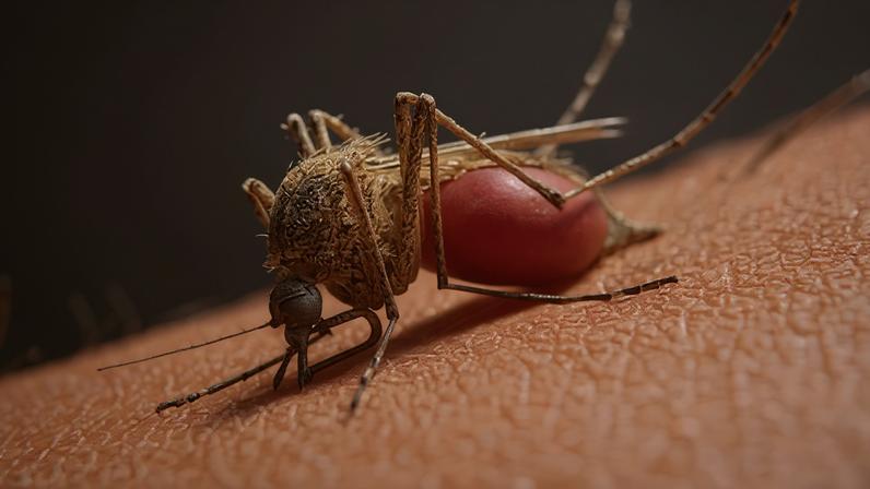 Casos de malária em Maputo duplicaram no ano passado