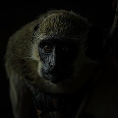 Mais portugueses recorrem ao privado em vez do SNS