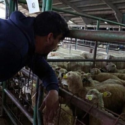 Homem detido em Vagos por tráfico de estupefacientes