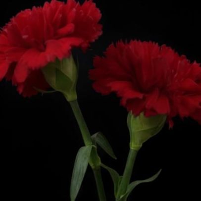 Três C após os três D de Abril