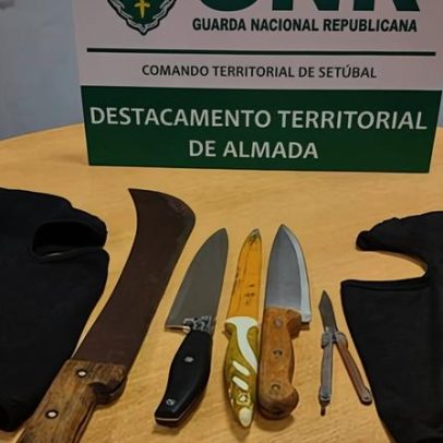 Vaca austríaca Veronika usa vassoura para se coçar, surpreende cientistas