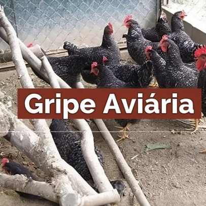 CM Vagos: Informação e medidas de prevenção contra gripe das aves