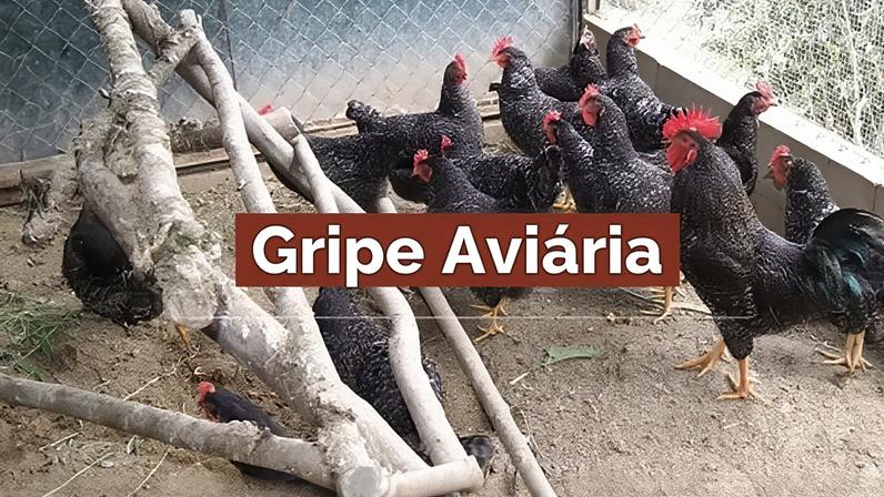 CM Vagos / GRIPE DAS AVES – INFORMAÇÃO E PREVENÇÃO
